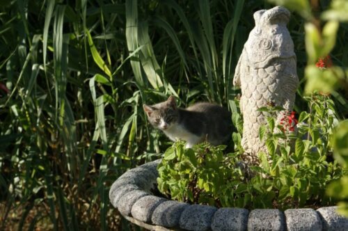 絵本がきっかけ。『11ぴきのねこ』団結力があるのらねこたちの一番最初の物語